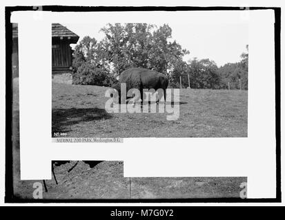 Un buffle dans un parc zoologique, présentant probablement un animal sauvage dans un cadre naturaliste. Le buffle est l'un des mammifères emblématiques de l'Amérique du Nord et on le trouve souvent dans les réserves fauniques ou les zoos. Banque D'Images