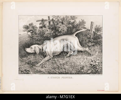 Photographie d'un chien poinçon, connu pour sa position ferme et stable lorsqu'il pointe, généralement utilisé dans la chasse pour les jeux d'oiseaux. Banque D'Images