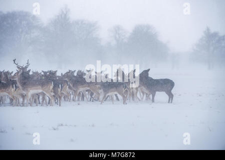 Cerfs au Phoenix Park de Dublin - Irlande Banque D'Images