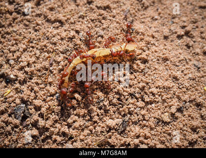 Close-up de fourmis rouges de ramper dans et hors d'un nid de fourmis (Californie, USA) Banque D'Images