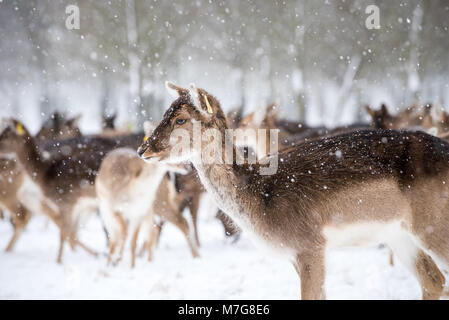 Cerfs au Phoenix Park de Dublin - Irlande Banque D'Images