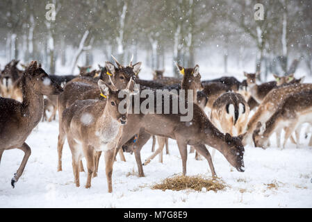 Cerfs au Phoenix Park de Dublin - Irlande Banque D'Images