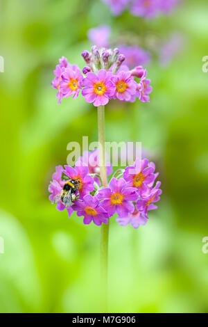 Close-up image de la floraison de printemps violet et rose Primula beesiana aussi connu sous le chandelier à Primurose Banque D'Images