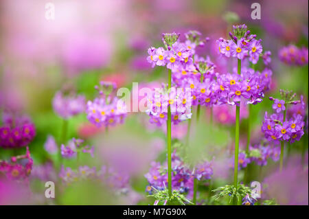 Close-up image de la floraison de printemps violet et rose Primula beesiana aussi connu sous le chandelier à Primurose Banque D'Images