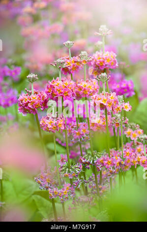 Close-up image de la floraison de printemps violet et rose Primula beesiana aussi connu sous le chandelier à Primurose Banque D'Images