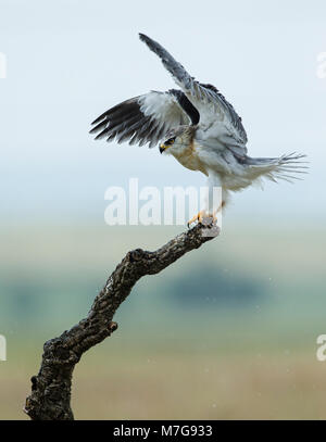 La Black-winged Kite (Elanus caeruleus) en agitant ses ailes sèchent après un passage douche Banque D'Images