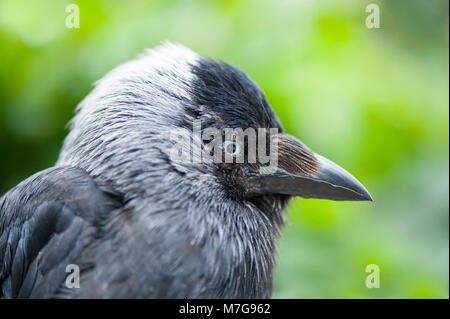 Image en gros plan d'un western jackdaw (Coloeus monedula), également connu sous le nom de l'Eurasian jackdaw choucas, Européen, ou simplement choucas Banque D'Images