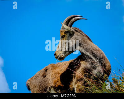 MUNNAR, Kerala, Inde - déc. 14, 2011 : chèvre sauvage de collines Nilgiri Tahr Rajamalai de Eravikulam National Park près de Munnar, Kerala, Inde. Banque D'Images