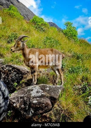 MUNNAR, Kerala, Inde - déc. 14, 2011 : chèvre sauvage de collines Nilgiri Tahr Rajamalai de Eravikulam National Park près de Munnar, Kerala, Inde. Banque D'Images