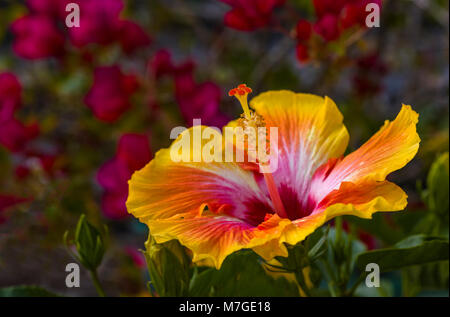Jaune et rouge immense, colorée, en forme de trompette avec fleur d'Hibiscus fleurs rouge en arrière-plan Banque D'Images