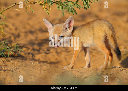 Bengale indien ou renard (Vulpes bengalensis) bronzer près de la Grande Rann de Kutch, Gujarat, Inde Banque D'Images
