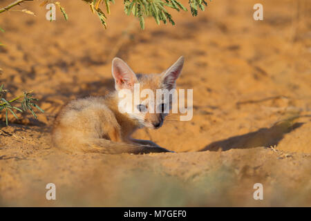 Bengale indien ou renard (Vulpes bengalensis) bronzer près de la Grande Rann de Kutch, Gujarat, Inde Banque D'Images