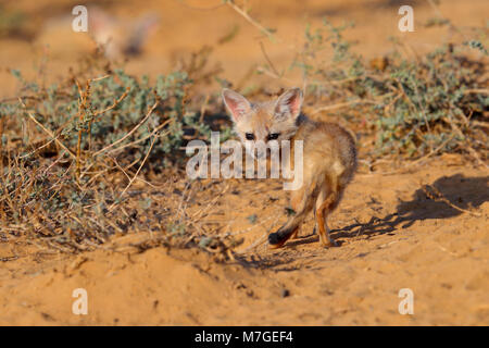 Bengale indien ou renard (Vulpes bengalensis) bronzer près de la Grande Rann de Kutch, Gujarat, Inde Banque D'Images