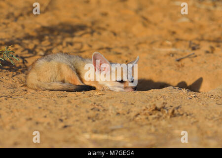 Bengale indien ou renard (Vulpes bengalensis) bronzer près de la Grande Rann de Kutch, Gujarat, Inde Banque D'Images