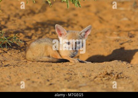 Bengale indien ou renard (Vulpes bengalensis) bronzer près de la Grande Rann de Kutch, Gujarat, Inde Banque D'Images