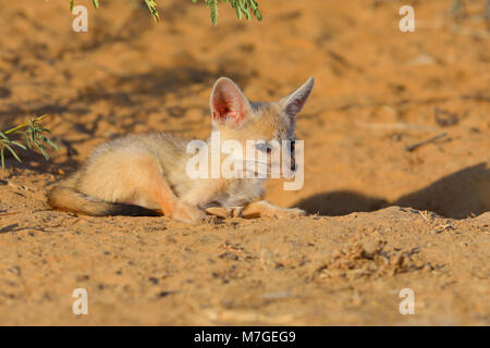 Bengale indien ou renard (Vulpes bengalensis) bronzer près de la Grande Rann de Kutch, Gujarat, Inde Banque D'Images