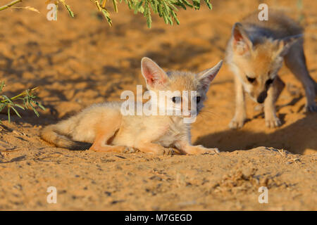 Bengale indien ou renard (Vulpes bengalensis) bronzer près de la Grande Rann de Kutch, Gujarat, Inde Banque D'Images