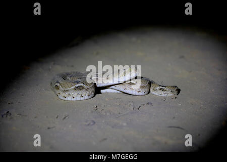 Un adulte vu-scaled Viper ou Petite Indienne (Vipère Echis carinatus) Snake sur un terrain sablonneux près de la Grande Rann de Kutch, Gujarat, Inde Banque D'Images