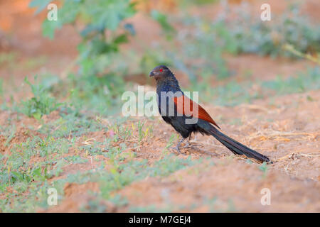 Plus d'un adulte (Coucal Centropus sinensis) ou crow nourriture pheasan sur le sol dans une zone cultivée près du Little Rann de Kutch, Gujarat, Inde Banque D'Images