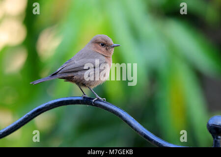 Un adulte Brown Rock Chat (Oenanthe fusca) oiseau perché dans un jardin de Nawalgarh, Rajasthan, Inde Banque D'Images