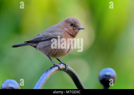 Un adulte Brown Rock Chat (Oenanthe fusca) oiseau perché dans un jardin de Nawalgarh, Rajasthan, Inde Banque D'Images