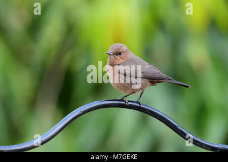 Un adulte Brown Rock Chat (Oenanthe fusca) oiseau perché dans un jardin de Nawalgarh, Rajasthan, Inde Banque D'Images