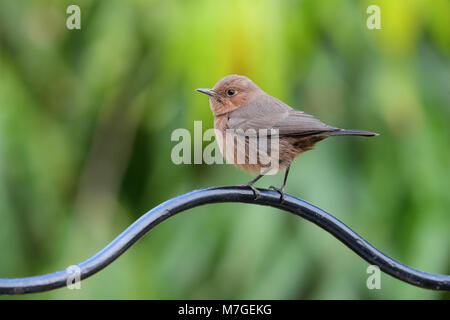 Un adulte Brown Rock Chat (Oenanthe fusca) oiseau perché dans un jardin de Nawalgarh, Rajasthan, Inde Banque D'Images