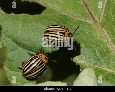 Deux coléoptères Colorado sur une feuille. Doryphore de la pomme de terre (Leptinotarsa decemlineata) des principaux ravageurs des cultures de pommes de terre. Banque D'Images