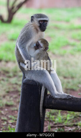 Un singe, Chlorocebus pygerythrus, fka (Cercopithecus aethiops), suckling son bébé dans le parc d'un lodge de Kruger NP, Afrique du Sud Banque D'Images