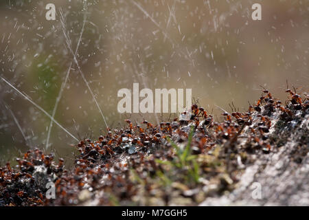 Les fourmis des bois-Formica rufa-défendre leur nid par pulvérisation de l'acide formique. L'acide formique est utilisé pour dissuader toute attaque de prédateurs. Dorset England UK GB. Banque D'Images
