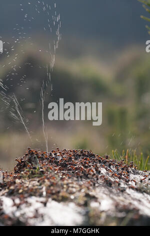 Les fourmis des bois-Formica rufa-défendre leur nid par pulvérisation de l'acide formique. L'acide formique est utilisé pour dissuader toute attaque de prédateurs. Dorset England UK GB. Banque D'Images