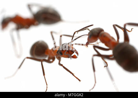 Les fourmis des bois-Formica-rusa sur un fond blanc. Les fourmis sont capables de pulvériser de l'acide formique à prédateurs qui attaquent leur nid. Dorset UK. Banque D'Images