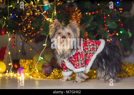 Chien Yorkshire Terrier dans un costume à carreaux se dresse contre l'arrière-plan d'un arbre de Noël garland Banque D'Images