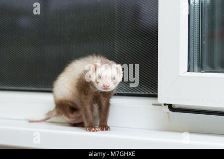 Curieux rouge furet est assis sur le rebord de Banque D'Images