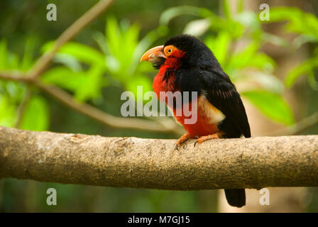 Barbet barbu (Lybius dubius), Scripps volière, Zoo de San Diego, Balboa Park, San Diego, Californie Banque D'Images