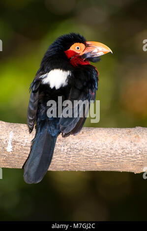 Barbet barbu (Lybius dubius), du Zoo de San Diego, Balboa Park, San Diego, Californie Banque D'Images