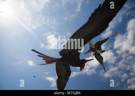 Frégate superbe Fregata magnificens, oiseaux, en vol au dessus de l'île de Santa Cruz, archipel des Galapagos (Équateur). Banque D'Images