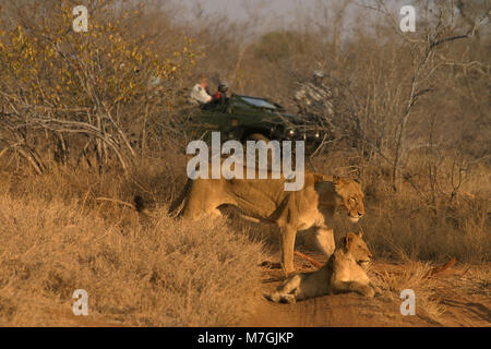 Les lions (Panthera leo), jouissant de derniers rayons de soleil en Motswari Private Game Reserve avec les visiteurs à la recherche d'un véhicule de safari, Afrique du Sud. Banque D'Images