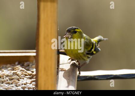 Selective focus sur une tête de Tarin de manger les graines de tournesol dans une mangeoire en hiver avec un arrière-plan, Mazurie, Pologne Banque D'Images