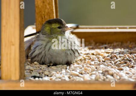 Selective focus sur une tête de Tarin de manger les graines de tournesol dans une mangeoire en hiver avec un arrière-plan, Mazurie, Pologne Banque D'Images