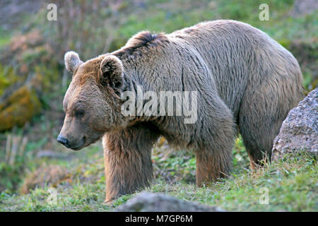 Close up of big République Ours brun marche sur l'herbe.( Ursus arctos syriacus ) Banque D'Images