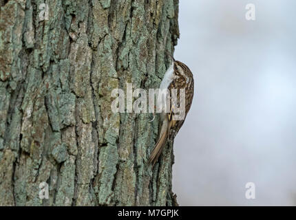 (Certhia familiaris) Bruant de ramper sur tronc d'arbre Banque D'Images