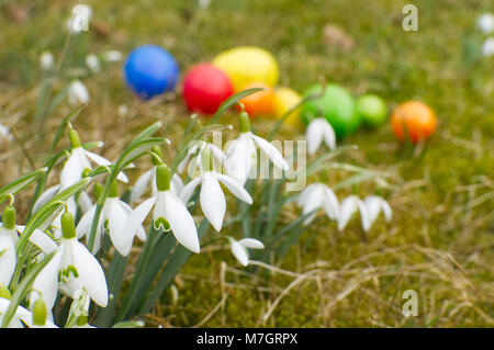 Un grand groupe de perce-neige sont debout sur un pré. En arrière-plan se trouvent les oeufs de pâques. Banque D'Images