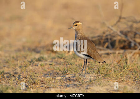 Lapwing sociable ou Pluvier sociable (Vanellus gregarius) adulte dans le plumage non-reproducteur dans la région de Kutch du Gujarat, en Inde Banque D'Images