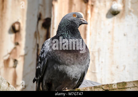 Pigeon assis sur un pont rouillé Banque D'Images