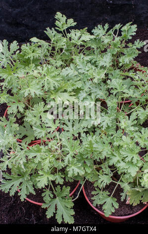 Pelargonium Graveolens 'Citron' Géranium parfumée. Plusieurs plantes en pots. Banque D'Images