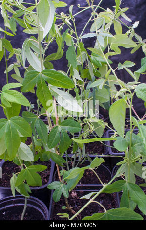 Plusieurs jeunes Passiflora caerulea 'Bleu' (fleur de la passion) de plantes en pots. Banque D'Images