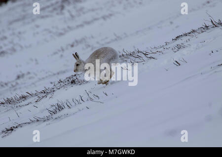 Lièvre, Lepus timidus, Leporidés, manger, à l'éraflure sur la pente couverte de neige dans le parc national de Cairngorm, l'Ecosse Banque D'Images