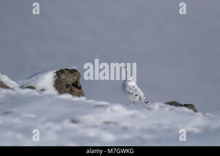 Le lagopède, Lagopus muta, rock, balade sur la roche dans la neige en hiver, dans le parc national de Cairngorms, mars Banque D'Images