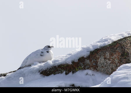 Le lagopède, Lagopus muta, rock, balade sur la roche dans la neige en hiver, dans le parc national de Cairngorms, mars Banque D'Images